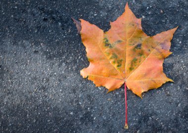 Islak asfalt üzerinde düşen sarı yapraklar