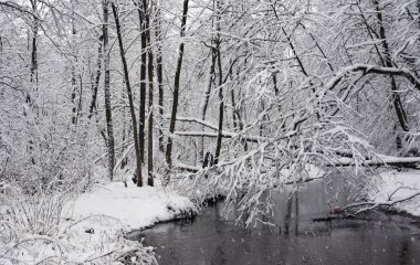 Kış manzarası. Nehir kış Park bankada ağaçta kaplama kar.