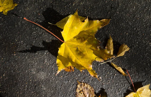 Žluté Listí Mokrém Asfaltu — Stock fotografie