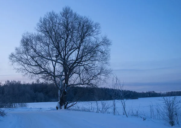 Winterlandschaft Ein Einsamer Baum Der Einem Wintermorgen Straßenrand Steht — Stockfoto