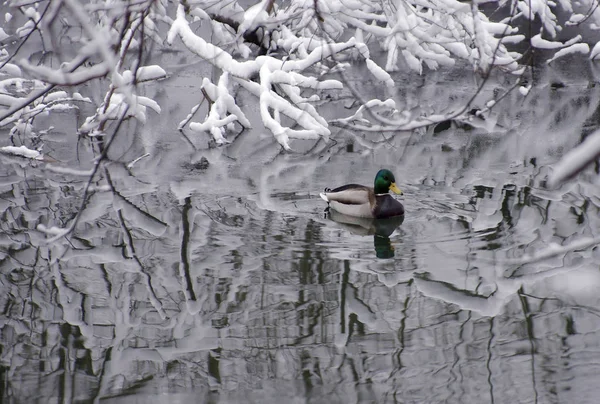 Paisagem Inverno Pato Superfície Rio Entre Árvores Cobertas Neve — Fotografia de Stock