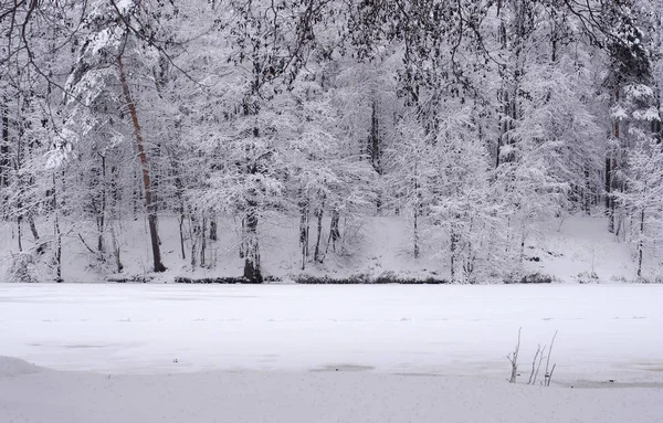 Paisagem Inverno Revestimento Árvores Cobertas Neve Parque Inverno — Fotografia de Stock