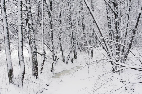 Paisaje Invernal Recubrimiento Árboles Cubiertos Nieve Parque Invierno — Foto de Stock