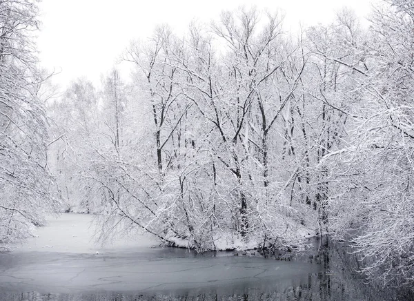 Зимний Пейзаж Снег Покрывающий Деревья Берегу Реки Зимнем Парке — стоковое фото