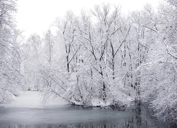 Winterlandschaft Der Schnee Der Die Bäume Flussufer Winterpark Bedeckt — Stockfoto