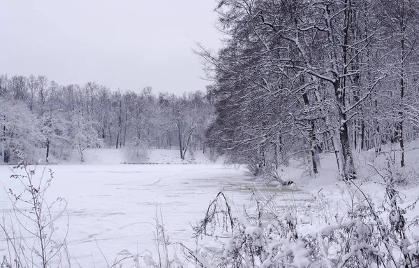 Winter Landscape Coating Snow Covered Trees Winter Park Stock Image