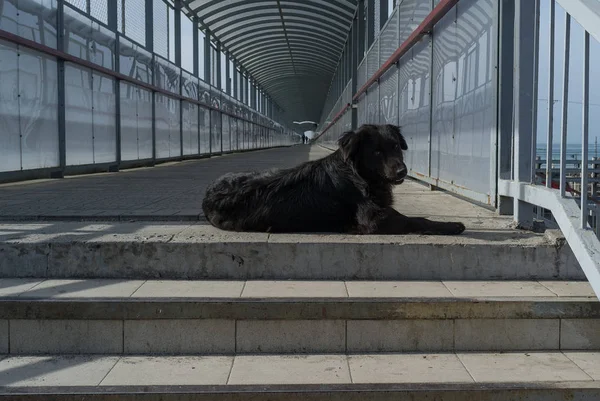Большая Чёрная Собака Лежит Ступеньках Смотрит Камеру — стоковое фото