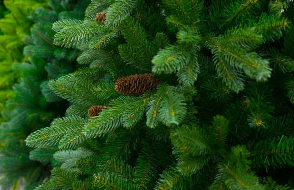 Cones Sobre Ramos Verdes Árvore — Fotografia de Stock