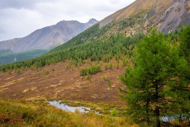 Dağ manzarası. Dağ nehir Altay Cumhuriyeti.