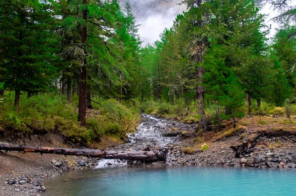 Mountain Stream Flows Forest Flows Lake Altai Republic — Stock Photo, Image