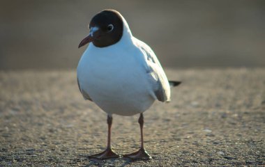 Gün batımında beton levhada martı