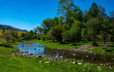 Altai Cumhuriyeti 'ndeki bir derenin kıyısındaki ağaçlar