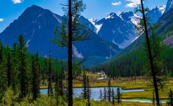 Forest Lake Background Snow Capped Mountain Peaks Altai Republic — Stock Photo, Image