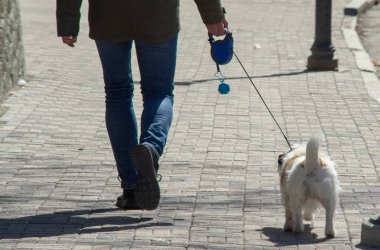Sahibi küçük bir köpek cinsi olan Jack Russell Terrier ile yürüyor.