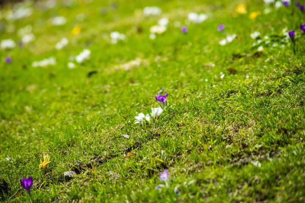 Multicolored Spring Flowers Green Lawn Shot Shallow Depth Field — Stock Photo, Image