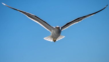 White sea gull in the background of blue sky.
