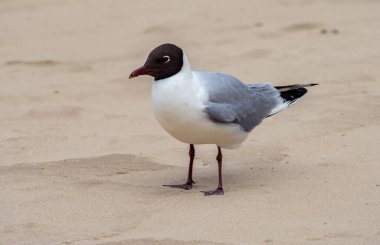 Kumsalın arka planında siyah kafalı beyaz-gri martı..