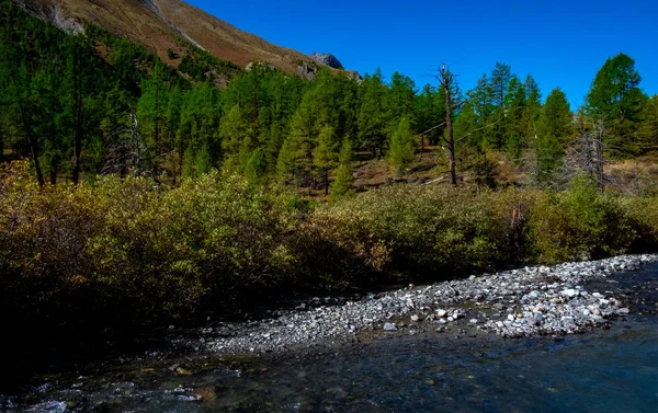 Río Montaña República Altai — Foto de Stock