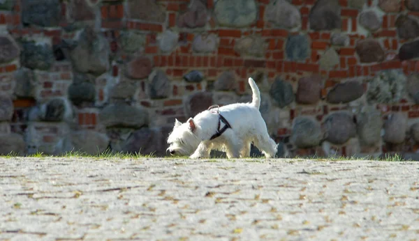 Порода Собак West Highland White Terrier Ходит Каменной Перчатке Солнечную — стоковое фото