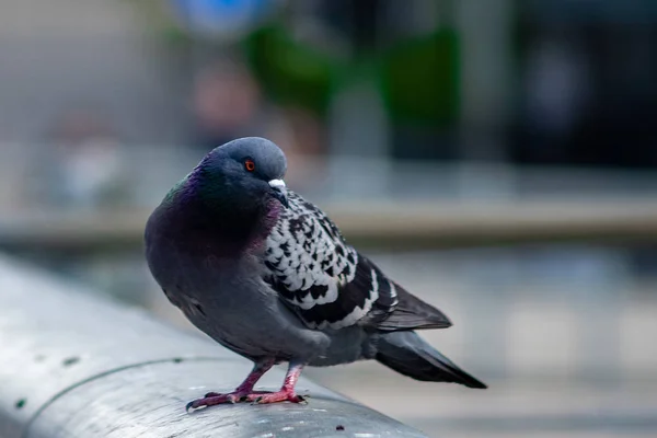 橋の黒い手すりには灰色の鳩が座っている — ストック写真