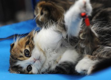 Moskova 'daki kedi gösterisinde İskoç Katliamı.