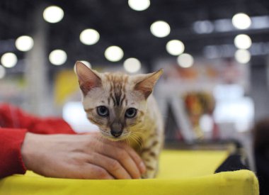  Moskova 'da kedi gösterisi.