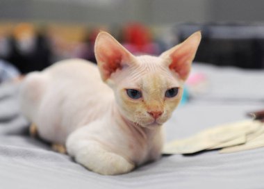 Moskova 'daki kedi gösterisinde Sphynx kedisi.