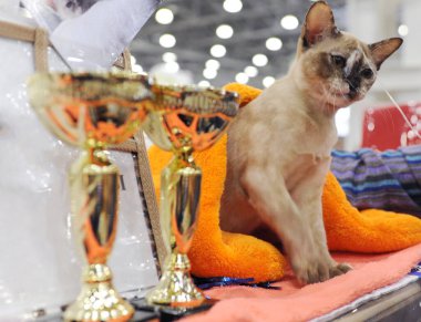 Birmanlar Moskova 'da kedi gösterisinde.