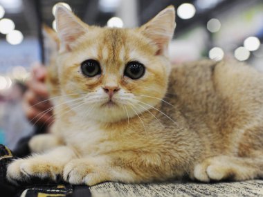 British Shorthair Moskova 'da kedi gösterisinde.