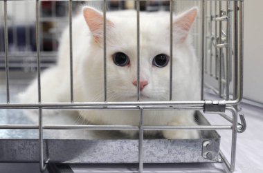  Türk Angorası Moskova 'da kedi gösterisinde.