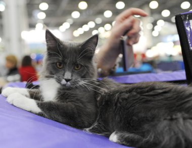  Moskova 'daki kedi gösterisinde Maine Rakunu.