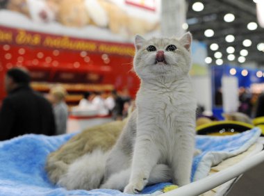 British Shorthair Moskova 'da kedi gösterisinde.