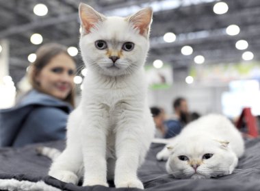 Moskova 'daki kedi gösterisinde İskoç Katliamı.