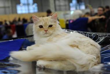  Moskova 'daki kedi gösterisinde Sibirya kedisi.