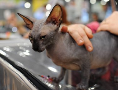 Moskova 'daki kedi gösterisinde Sphynx kedisi.