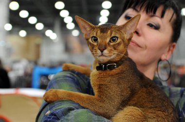 Habeş kedi kedi Moscow fuarında