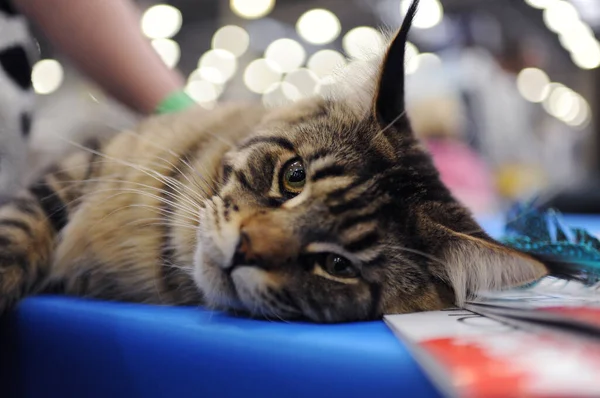 Maine Coon at cat show in Moscow.