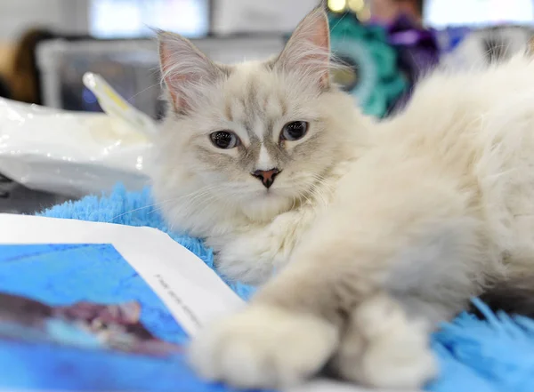 Siberian Neva Masquerade Cat Cat Show Moscow — Stock Photo, Image