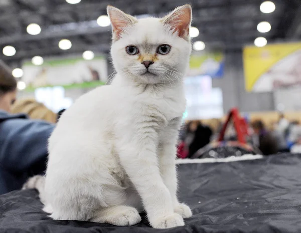 모스크바 고양이 쇼에서 Scottish Fold Cat Show Moscow — 스톡 사진