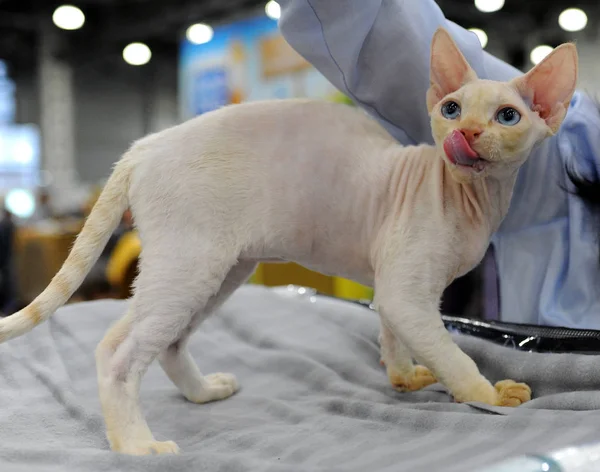 Sphynx cat at cat show in Moscow.