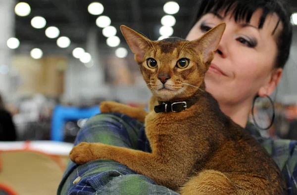 Abyssinian Cat Cat Show Moscow — Stock Photo, Image