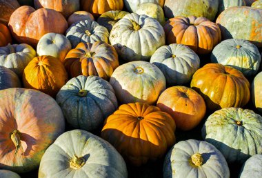 Ahşap arka planda çeşitli kabak çeşitleri. Sonbahar hasadı.