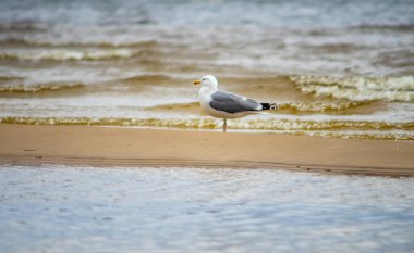 Bulutlu bir havada Baltık Denizi 'nin kumlu sahilinde bir martı..