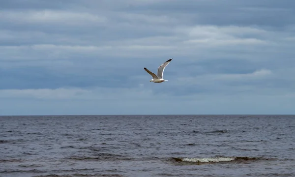 A seagull on the sandy shore of the Baltic Sea in cloudy weather.