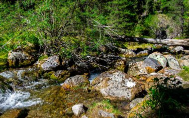 Altai Cumhuriyeti 'ndeki fırtınalı dağ nehri..
