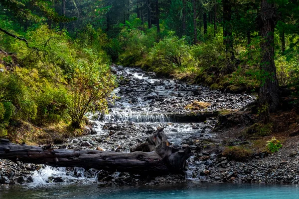 Arroyo Montaña Fluye Desde Bosque Desemboca Lago República Altai — Foto de Stock