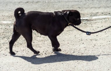 Güneşli bir günde tasmalı siyah pug köpeği.