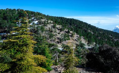 Kıbrıs adasının orta kesimindeki bir dağ ormanında Lübnan sedir ağaçları arasında asfalt yol;