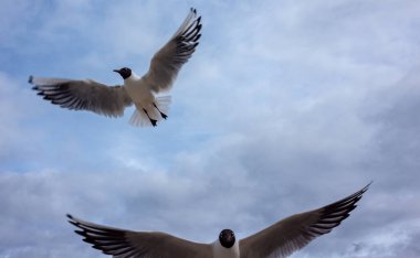 Bulutlu gökyüzünün arka planında siyah başlı beyaz-mavi martı.