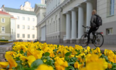 Sarı menekşeler baharda çiçek açan bir şehirde güzel havalarda.